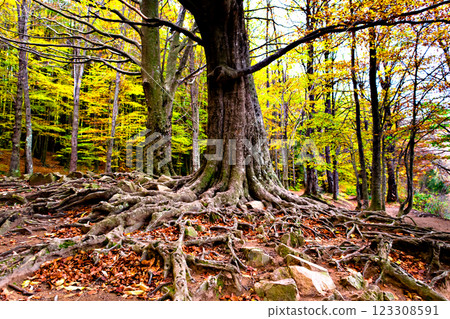 Colorful trees and leaves in autumn in the Montseny Natural Park in Barcelona, Spain	 123308591