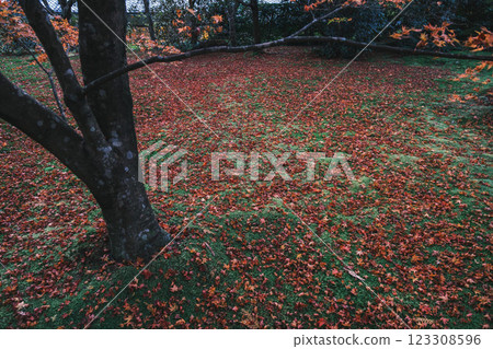 [Sanzen-in Temple] A scene of bright red autumn leaves falling on the ground like a carpet 123308596