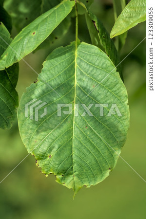 green leaf eaten around the edges 123309056