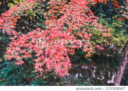 [Sanzen-in Temple] Colorful autumn leaves 123309067