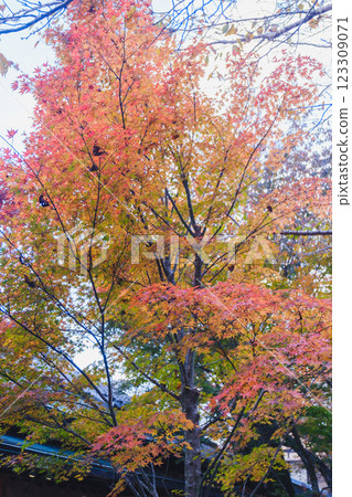 [Sanzen-in Temple] Colorful autumn leaves 123309071