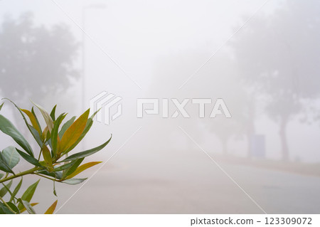 Fog in the street. White morning fog and wet green leaves of a tropical tree in South Asia. Negative space. Copy space for text or image. 123309072