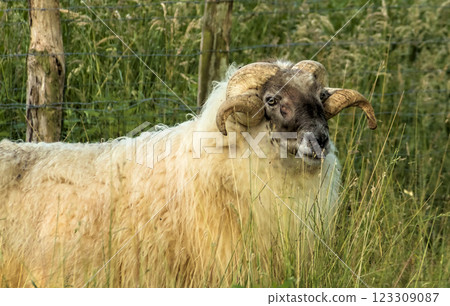 imposing goat 123309087