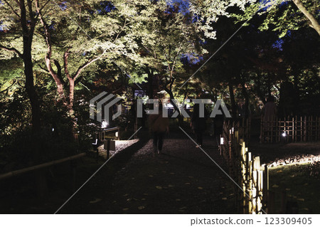 [Kodaiji Temple] Illuminated bamboo forest 123309405