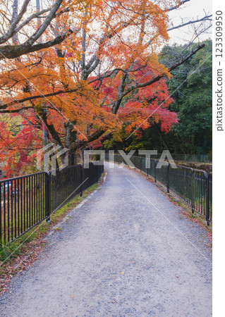 【琵琶湖疏水】明治時代的遺跡與美麗的紅葉 【琵琶湖疏水】明治時代的遺跡與美麗的紅葉 123309950