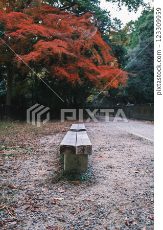 [Lake Biwa Canal] Meiji era ruins and beautiful autumn foliage 123309959