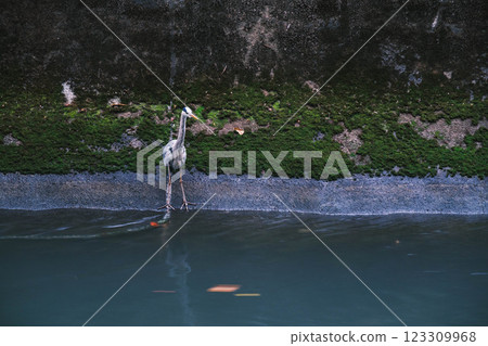 [Lake Biwa Canal] Big Bird 123309968