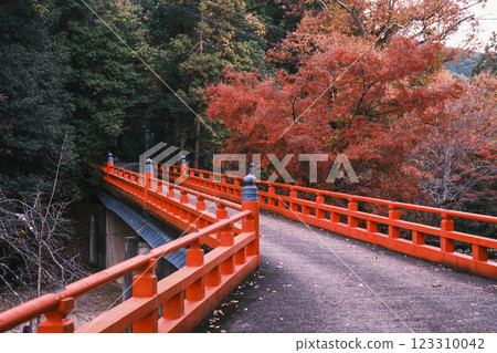 [Lake Biwa Canal] Red bridge and colorful autumn leaves 123310042
