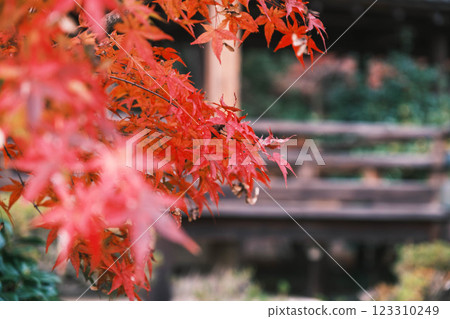 [毘沙門堂門跡] 色彩繽紛的秋葉和歷史悠久的寺廟 123310249