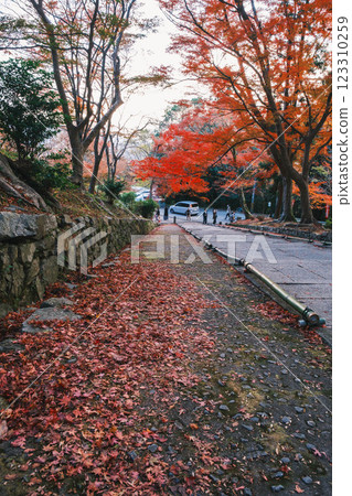 [Bishamondo Monzeki] Colorful autumn leaves and a historic temple 123310259