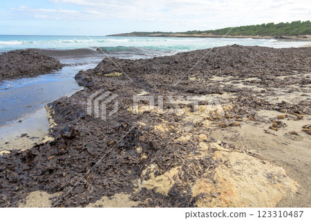 Seaweed scattered on a sandy beach with gentle ocean waves crashing, mallorca balearic islands, spain Seaweed scattered on a sandy beach with gentle ocean waves crashing, mallorca balearic islands, spain 123310487