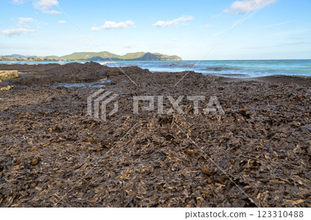 Seaweed covers a rocky shore with mountains in the background under a clear blue sky, mallorca balearic islands, spain Seaweed covers a rocky shore with mountains in the background under a clear blue sky, mallorca balearic islands, spain 123310488