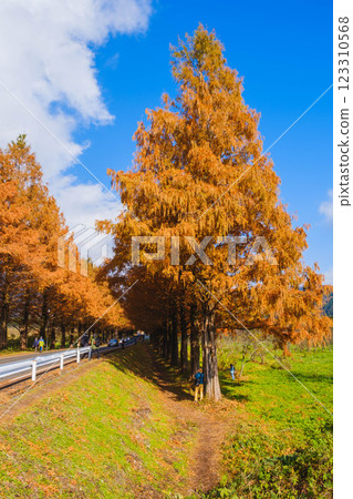 [Metasequoia Tree Line] A colorful landscape heralding the arrival of autumn 123310568
