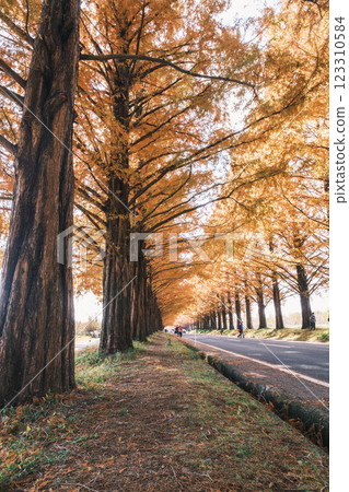 [Metasequoia Tree Line] A colorful landscape heralding the arrival of autumn 123310584