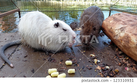 Myocastor coypus nutria eating 123310931