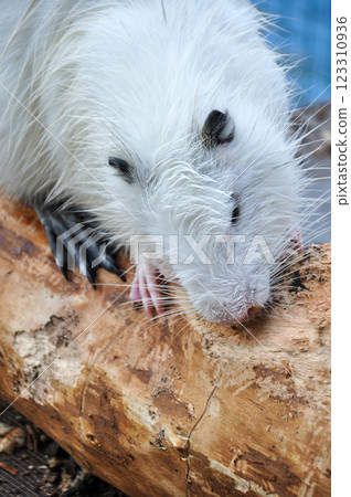 nutria sharpens its teeth on a wooden log 123310936