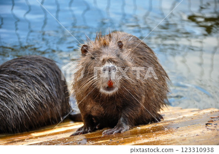 Myocastor coypus nutria 123310938