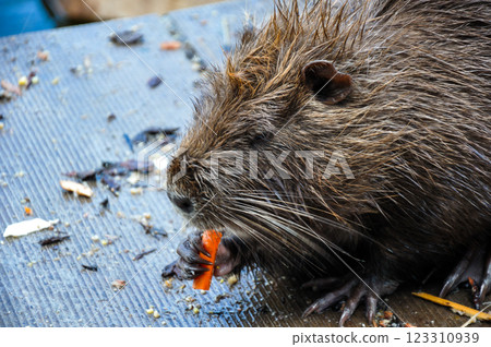 A wet Myocastor coypus nutria nibbles a carrot 123310939