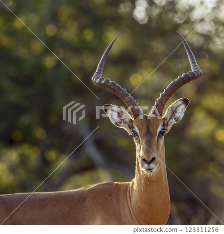 Common Impala in Greater Kruger National park, South Africa 123311256