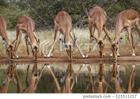 Common Impala in Greater Kruger National park, South Africa Common Impala in Greater Kruger National park, South Africa 123311257