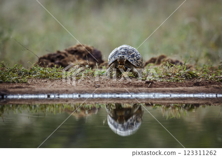 Leopard tortoise in Greater Kruger National park, South Africa Leopard tortoise in Greater Kruger National park, South Africa 123311262
