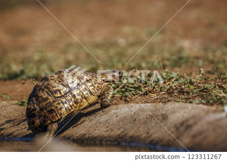 Leopard tortoise  in Greater Kruger National park, South Africa 123311267