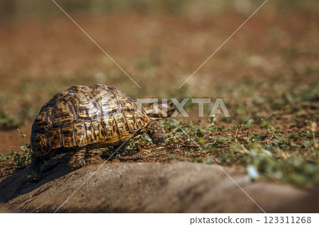 Leopard tortoise  in Greater Kruger National park, South Africa 123311268