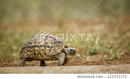 Leopard tortoise  in Greater Kruger National park, South Africa 123311271