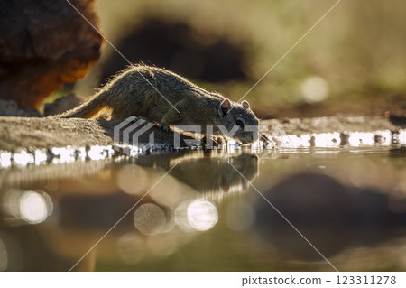 Smith bush squirrel in Greater Kruger National park, South Africa Smith bush squirrel in Greater Kruger National park, South Africa 123311278