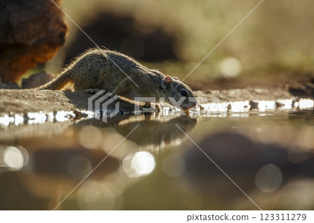 Smith bush squirrel in Greater Kruger National park, South Africa Smith bush squirrel in Greater Kruger National park, South Africa 123311279