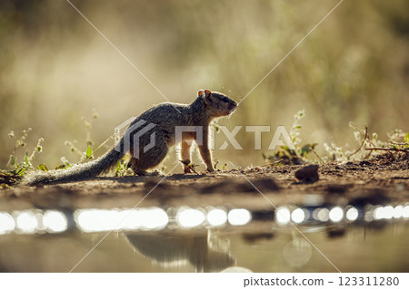 Smith bush squirrel in Greater Kruger National park, South Africa Smith bush squirrel in Greater Kruger National park, South Africa 123311280