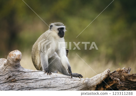 Vervet monkey in Greater Kruger National park, South Africa 123311288