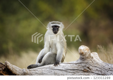 Vervet monkey in Greater Kruger National park, South Africa 123311289