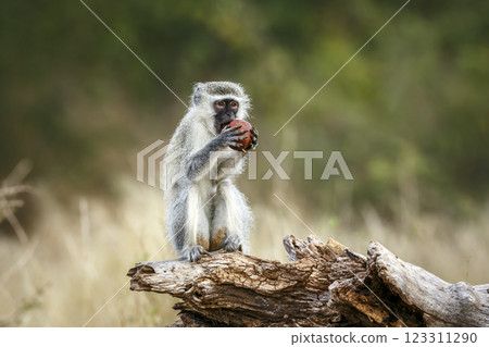 Vervet monkey in Greater Kruger National park, South Africa 123311290