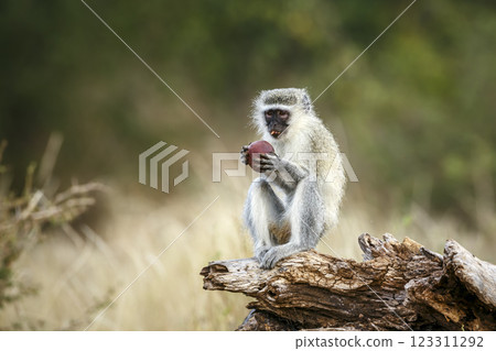 Vervet monkey in Greater Kruger National park, South Africa 123311292