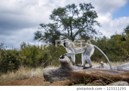 Vervet monkey in Greater Kruger National park, South Africa Vervet monkey in Greater Kruger National park, South Africa 123311293