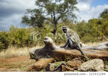 Vervet monkey in Greater Kruger National park, South Africa Vervet monkey in Greater Kruger National park, South Africa 123311294