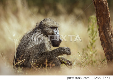Chacma baboon in Greater Kruger National park, South Africa Chacma baboon in Greater Kruger National park, South Africa 123311334