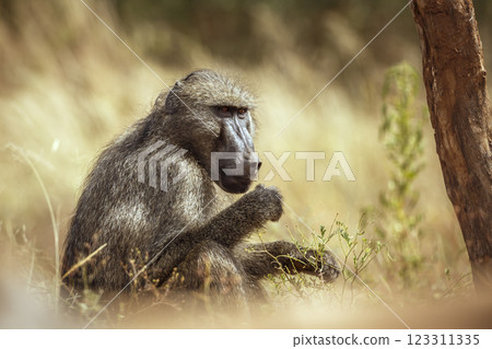 Chacma baboon in Greater Kruger National park, South Africa Chacma baboon in Greater Kruger National park, South Africa 123311335