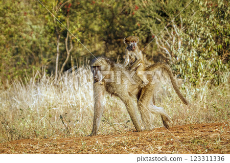 Chacma baboon in Kruger National park, South Africa Chacma baboon in Kruger National park, South Africa 123311336