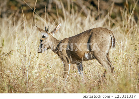 Common duiker in Greater Kruger National park, South Africa Common duiker in Greater Kruger National park, South Africa 123311337
