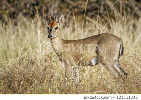 Common duiker in Greater Kruger National park, South Africa 123311338