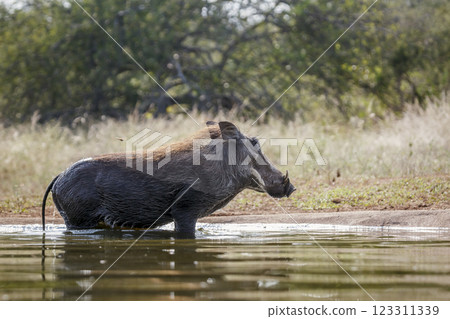 Common warthog in greater Kruger National park, South Africa Common warthog in greater Kruger National park, South Africa 123311339