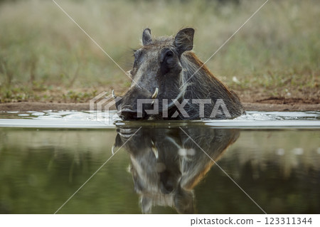 Common warthog in greater Kruger National park, South Africa 123311344