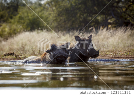 Common warthog in Greater Kruger National park, South Africa 123311351