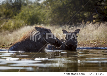 Common warthog in Greater Kruger National park, South Africa 123311352