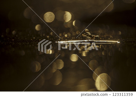 Dragonfly in middle of water at dawn with flakes in water 123311359