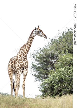 Giraffe in Kruger National park, South Africa 123311367