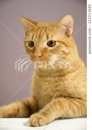 Red cat mischievous beautiful portrait 123311685