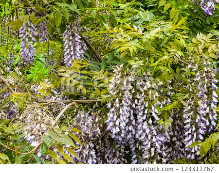 Hanging flower clusters of purple wisteria against a background of green foliage. Spring Hanging flower clusters of purple wisteria against a background of green foliage. Spring 123311767